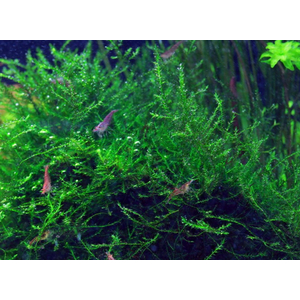 МОХ СТРИНГ - Leptodictyum riparium Stringy