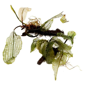 Апоногетон мадагаскарский (Aponogeton madagascariensis)