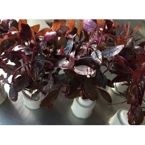 АЛЬТЕРНАНТЕРА СЕССИЛИС - Alternanthera sessilis