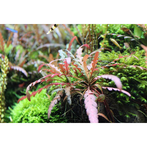 Гигрофила пиннатифида (Hygrophila pinnatifida)