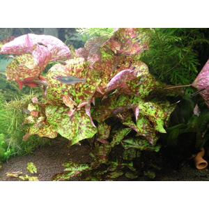 Нимфея микранта - Nymphaea micrantha