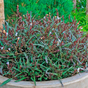 ХЕМИГРАФИС " ЯЗЫК ДРАКОНА "