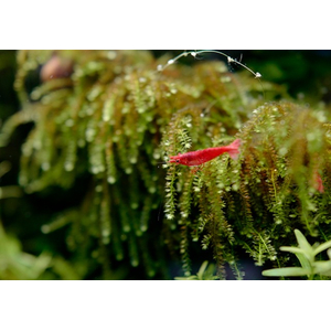 МОХ ВИПИНГ, плакучий - Vesicularia ferriei, Weeping Moss