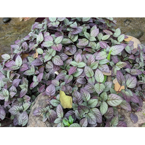 ХЕМИГРАФИС ЦВЕТНОЙ КОЛОРАТА - Hemigraphis colorata