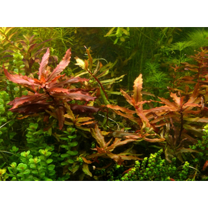 НИЗЕЯ КРАСНАЯ - Nesaea praetermissa