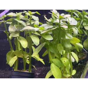 БАКОПА МАДАГАСКАРСКАЯ - Bacopa madagascariensis