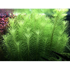 ПОГОСТЕМОН ЭРЕКТУС