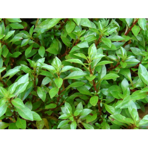 Людвигия зеленая (Ludwigia palustris «Green»)