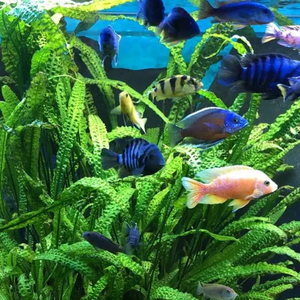 КРИПТОКОРИНА АПОНОГЕТОН 70 см - Cryptocoryne aponogetifolia