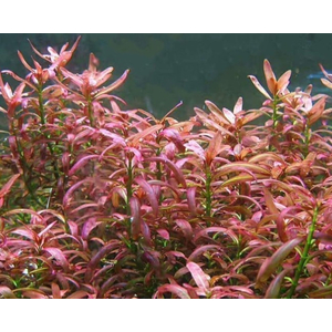 АММАНИЯ СУЛАВЕСИ - Ammania sp. Sulawesi