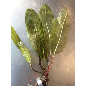 Апоногетон мадагаскарский (Aponogeton madagascariensis)