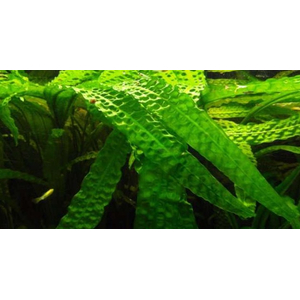 КРИПТОКОРИНА АПОНОГЕТОН 70 см - Cryptocoryne aponogetifolia