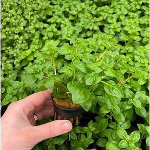 Людвигия зеленая (Ludwigia palustris «Green»)