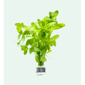 БАКОПА МАДАГАСКАРСКАЯ - Bacopa madagascariensis