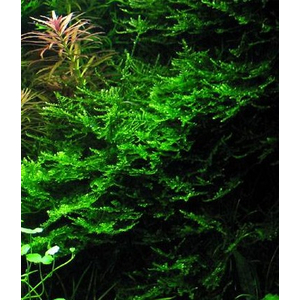 МОХ КРИСТМАС - Vesicularia montagnei