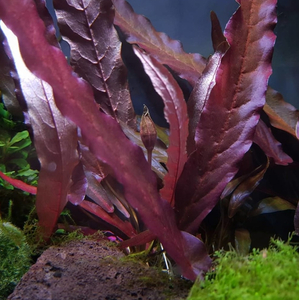 БАРКЛАЙЯ (КЛУБЕНЬ) ДЛИННОЛИСТНАЯ КРАСНАЯ - Barclaya longifolia 'Red' bulb