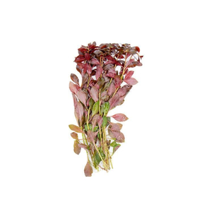 ЛЮДВИГИЯ ПЕРУАНСКАЯ (ДАЙМОНД) - Ludwigia peruensis diamond