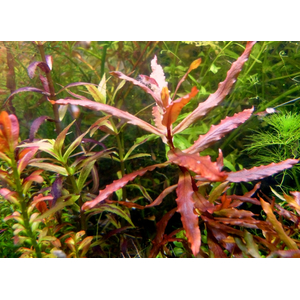 НИЗЕЯ КРАСНАЯ - Nesaea praetermissa