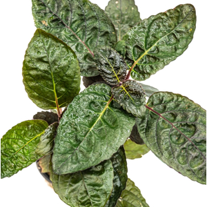 ХЕМИГРАФИС ЦВЕТНОЙ КОЛОРАТА - Hemigraphis colorata