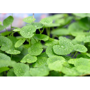 ГИДРОКОТИЛА БЕЛОГОЛОВАЯ - Hydrocotyle leucocephala