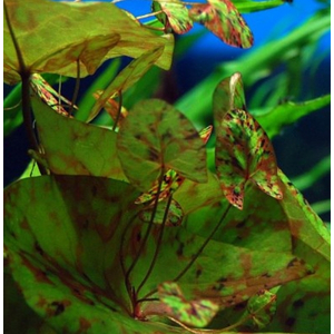 Нимфея микранта - Nymphaea micrantha