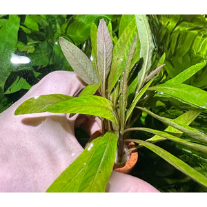 ЛИМОННИК ИВОЛИСТНЫЙ КРАСНЫЙ - Hygrophila salicifolia
