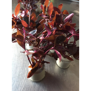 АЛЬТЕРНАНТЕРА СЕССИЛИС - Alternanthera sessilis