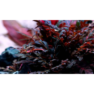 Гигрофила пиннатифида (Hygrophila pinnatifida)