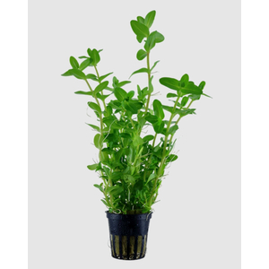 БАКОПА КАРОЛИНСКАЯ - Bacopa caroliniana