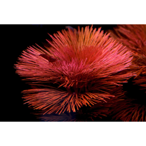 Кабомба водная красная (Cabomba furcata)