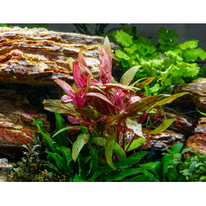 АЛЬТЕРНАНТЕРА РЕЙНЕКА - Alternanthera reineckii