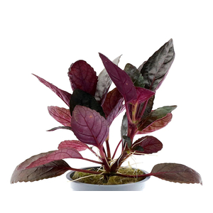 ХЕМИГРАФИС ШИРОКОЛИСТНЫЙ