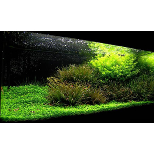 БЛИКСА ЯПОНСКАЯ - Blyxa japonica