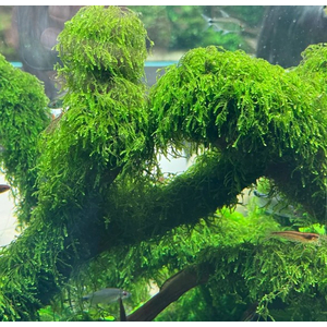 МОХ ВИПИНГ, плакучий - Vesicularia ferriei, Weeping Moss