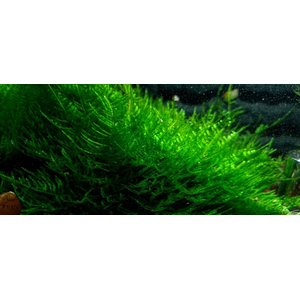 МОХ ТАЙВАНЬ - Taxiphyllum alternans