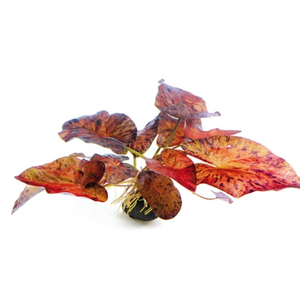 Нимфея красная (Nymphaea lotus «Red»)Нимфея красная (Nymphaea lotus «Red»)