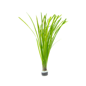 ЦИПЕРУС ХЕЛФЕРА - Cyperus helferi