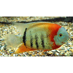 Heros severus — латинское название цихлазомы северум (ложного дискуса) — аквариумной рыбки из семейства цихлид.Heros severus — латинское название цихлазомы северум (ложного дискуса) — аквариумной рыбки из семейства цихлид.