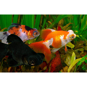 Телескоп — короткотелая селекционная форма золотой рыбки, отличительная особенность которой — огромные выпуклые глаза по бокам головы. В азиатских странах эту породу называют «дэмэкин».