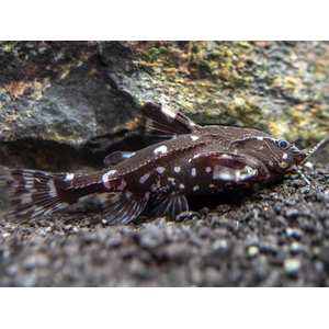 Agamyxis albomaculatus — латинское название белопятнистого агамиксиса (звёздчатого агамиксиса) — вида сомов семейства броняковых.