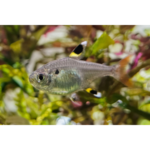 Pristella maxillaris — вид лучеперых пресноводных рыб рода пристеллы семейства харациновые. Также известен как звёздчатая пристелла, пристелла Ридлея, прозрачная тетра, рыба-щегол.