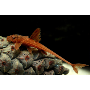 Лорикария красная (Rhineloricaria sp. «Red») — пресноводная лучепёрая рыба из семейства Лорикариевые (Кольчужные) сомы. Отличается необычной формой тела и поведением, считается мирной и неприхотливой в содержании.