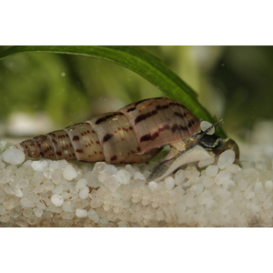 Melanoides tuberculata — вид тропических улиток семейства Thiaridae, также известен как песчаная мелания.