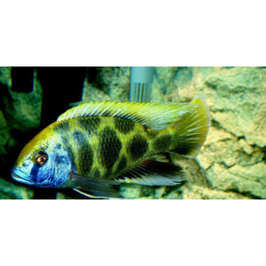 Nimbochromis venustus — научное название цихлиды «Золотой леопард» (нимбохромис венустус). Это пресноводная лучепёрая рыба из семейства Цихловые, эндемик африканского озера Малави.