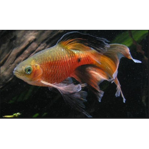 Огненный вуалевый барбус — искусственно выведенная форма с сильно развитыми плавниками, которые напоминают длинную вуаль или шлейф.