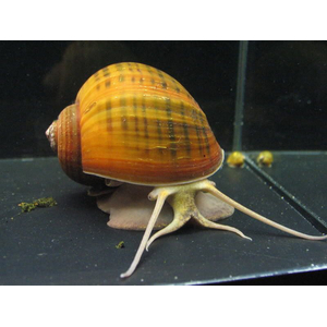 Гигантская ампулярия (Ampullaria gigas) — редкий представитель семейства Ampullariidae. Также известна как громадная и крупная.