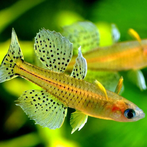 Псевдомугил Гертруды (Pseudomugil gertrudae) — пресноводная лучеперая рыбка из семейства Псевдомугиллиевые. Известна также под названием голубоглазка Гертруды и пятнистая голубоглазка.