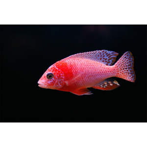 Аулонокара орхидея (Aulonocara sp. Orchid) — искусственная форма пресноводной лучеперой рыбы из семейства цихлидовых. Получила название из-за яркой окраски, напоминающей цветок. Аулонокара орхидея (Aulonocara sp. Orchid) — искусственная форма пресноводной лучеперой рыбы из семейства цихлидовых. Получила название из-за яркой окраски, напоминающей цветок.