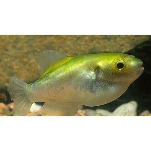 Auriglobus modestus — латинское название золотого тетраодона (бронзового тетраодона) — пресноводной рыбы семейства иглобрюхих.