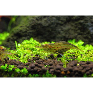 Caridina multidentata — пресноводная креветка из семейства Atyidae отряда десятиногих ракообразных, среди аквариумистов известна под названием креветка Амано.